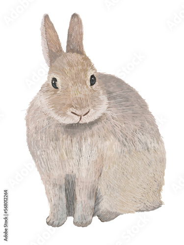 茶色ウサギ正面