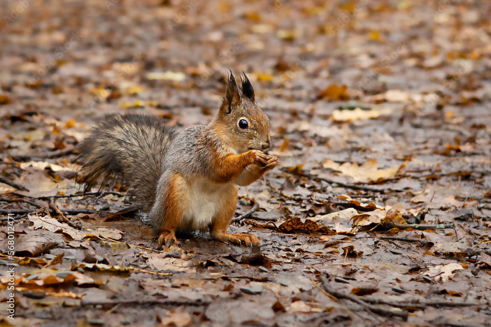 Fototapeta premium Bright red fluffy squirrel on the background of fallen leaves natural background
