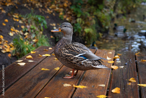 Close-up portrait of a wild duck on a natural background