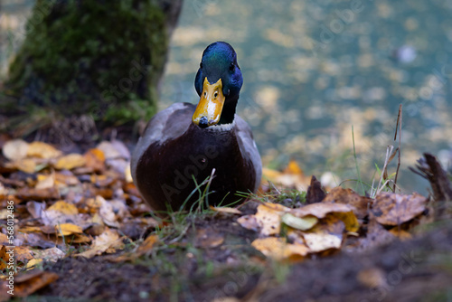 Close-up portrait of a wild duck on a natural background