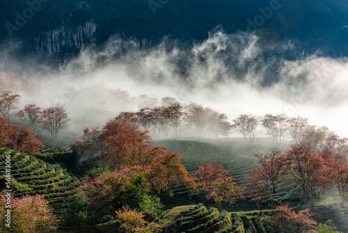 Cherry blossom in tea hill in Sapa  Vietnam in cloudy morning in spring