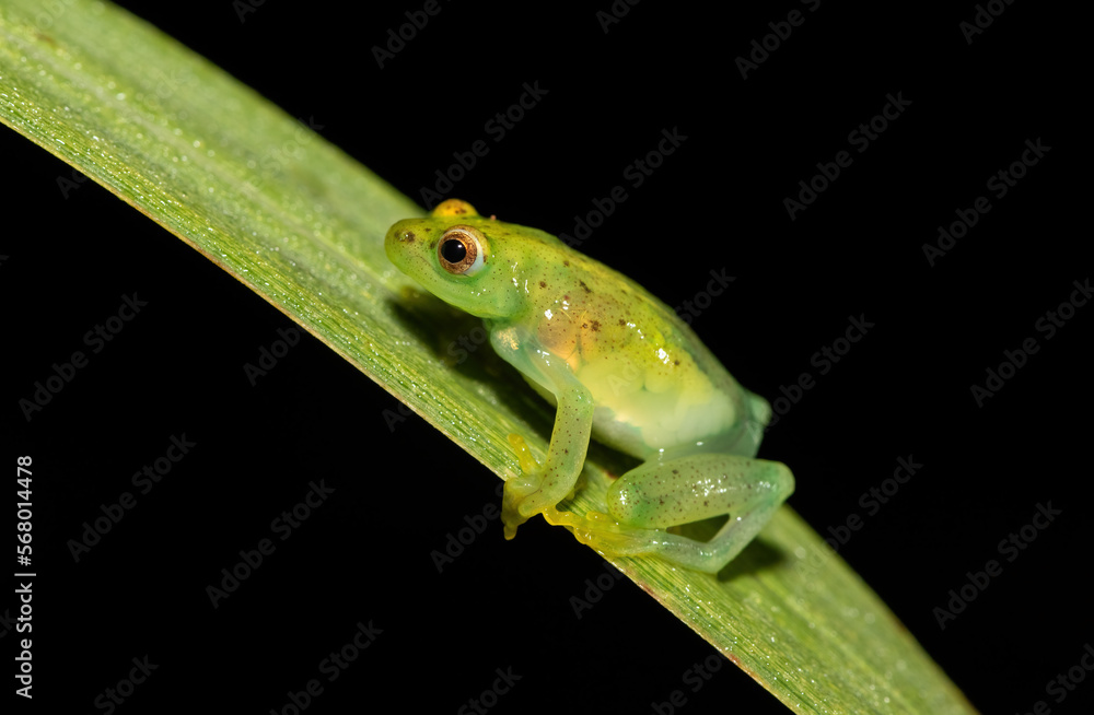 Fototapeta premium Water Lily Reed Frog (Hyperolius pusillus)