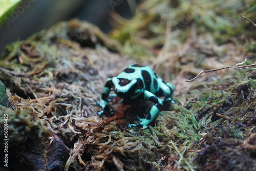 Green and black poison dart frog