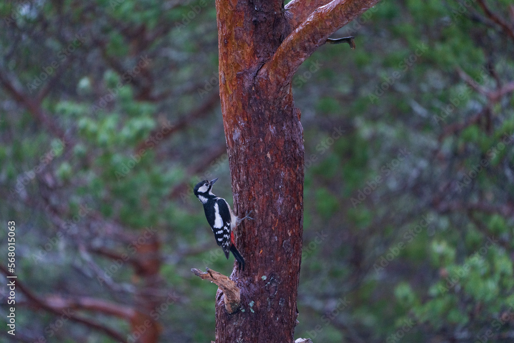 red and black woodpecker