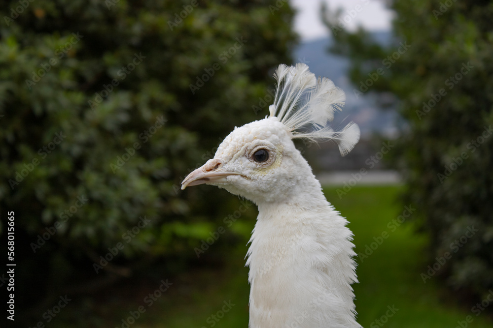 White peacock close-up 3 White peacock close-up 3