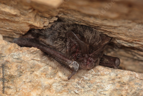 The western barbastelle, barbastelle or barbastelle bat (Barbastella barbastellus) hibernating bat in walls hole