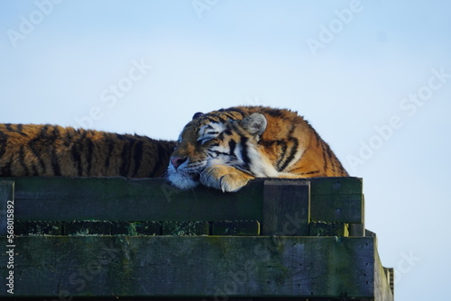 Siberian Tiger photo