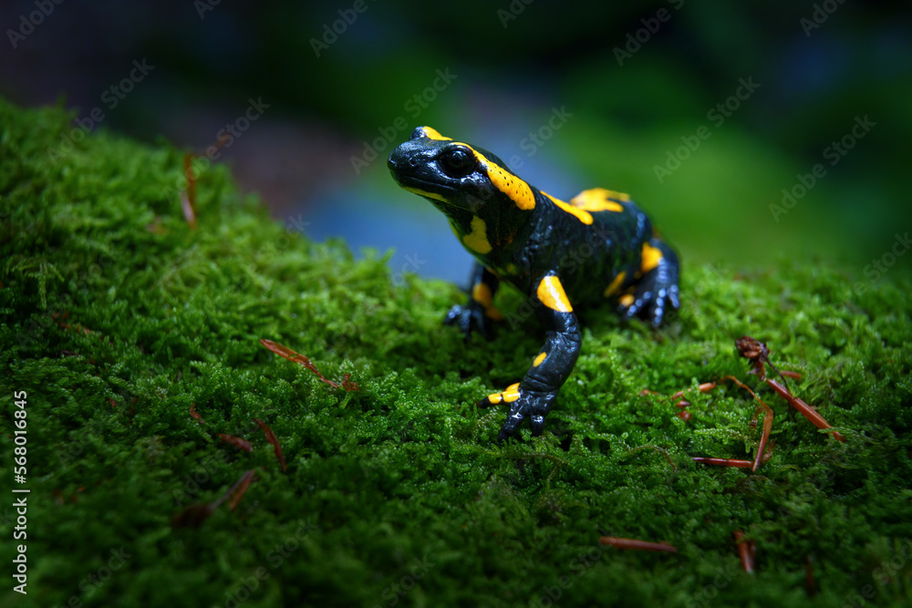 Murais de parede The fire salamander is a common species of salamander found in Europe