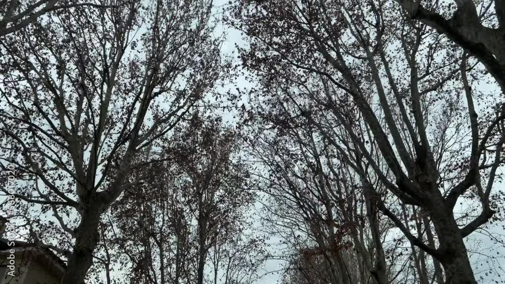 Trail of trees in the city Trail of trees in the city