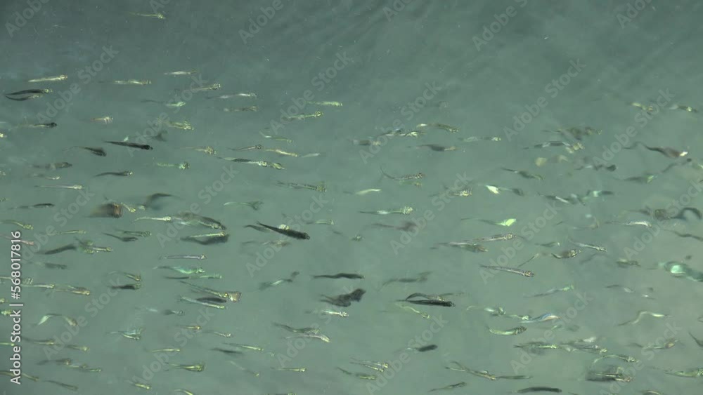 Fishes Swimming Underwater in Mediterranean Sea Water, School of Baby Fish, Crowd Fishes Fishes Swimming Underwater in Mediterranean Sea Water, School of Baby Fish, Crowd Fishes