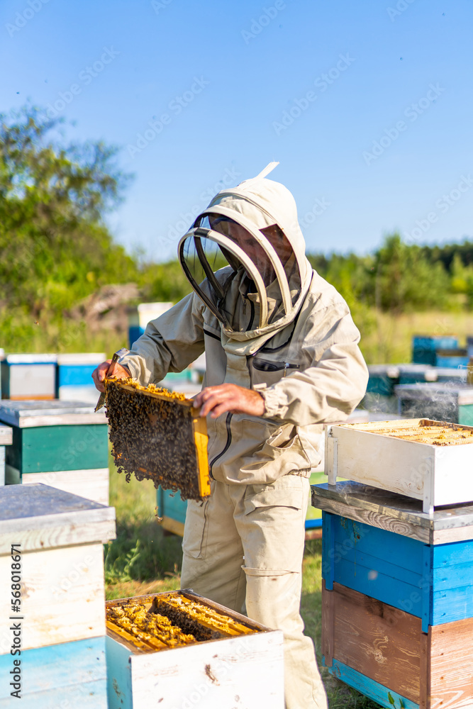 Beekeeper in protective suit working in apiary. Bee farmer working with honeycombs. Beekeeper in protective suit working in apiary. Bee farmer working with honeycombs.