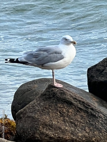 Möwe