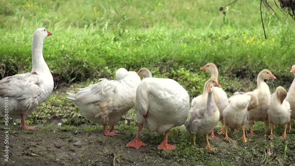 Goslings in Natural environment, Flock of Geese Sunbathing on a River, Stream, Creek in Delta, Baby Birds in Delta Dunarii Goslings in Natural environment, Flock of Geese Sunbathing on a River, Stream, Creek in Delta, Baby Birds in Delta Dunarii