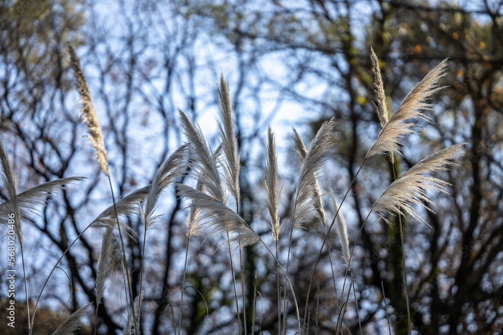 Fototapeta premium Reed in the wind