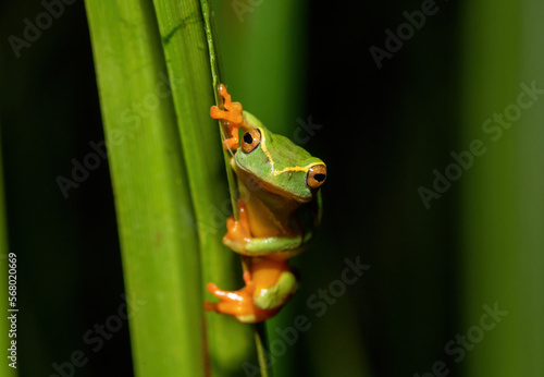 Yellow-striped Reed Frog (Hyperolius semidiscus)