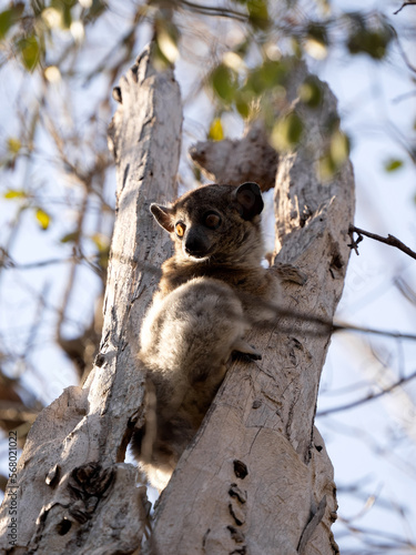 Red-tailed sportive lemur, Lepilemur ruficaudatus, sits on a trunk and observes the surroundings. Kirindy Private Reserve. Madagascar. photo