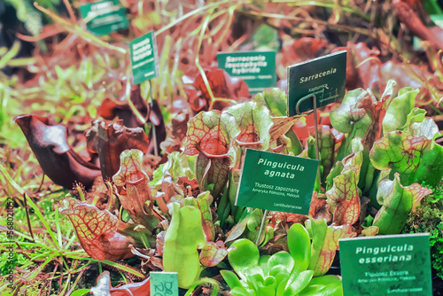 Various plants grow in botanical garden. Different carnivorous red, green pitcher plant. Sarracenia, Pinguicula agnata, Pinguicula esseriana flowers photo