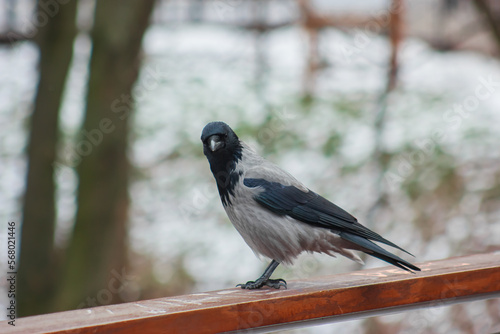 black and gray crow sits on a railing and poses for a cameraman