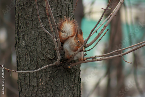 orange-gray squirrel eating a nut sitting on a tree