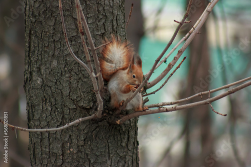 orange-gray squirrel eating a nut sitting on a tree
