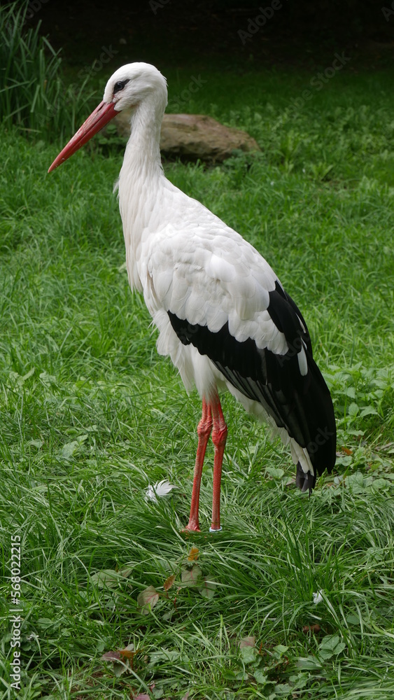 Fototapeta premium Storch