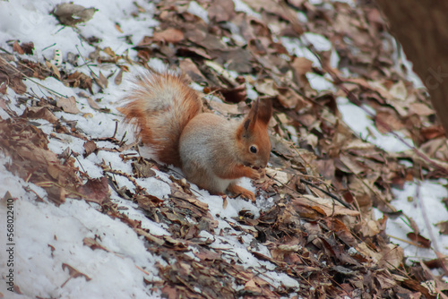 A squirrel sits and eats a nut
