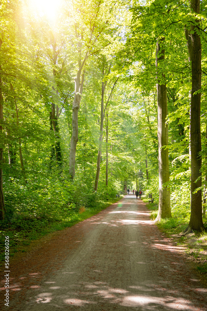 Fototapeta premium Eilenriede in Hannover