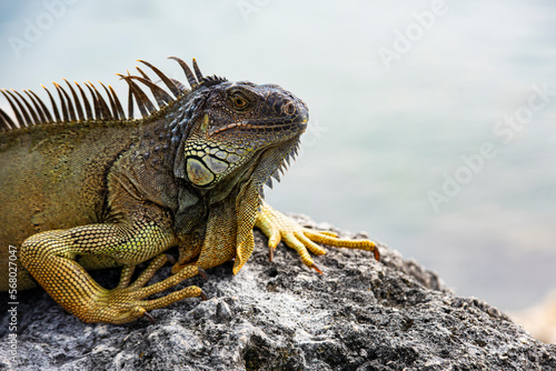 Iguana, American iguana is a lizard reptile in the Iguana in the iguana family. And in the subfamily Iguanidae. Miami
