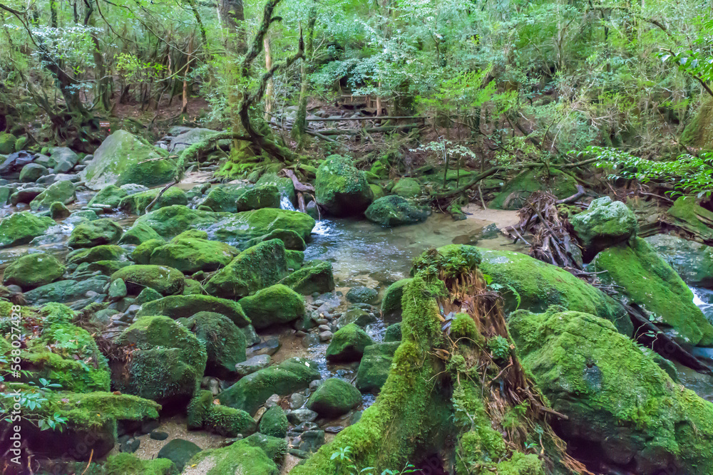 View of the Shiratani Unsuikyo Ravine in the Yakushima Island, Japan, laurel forest, yakusugi, mosses View of the Shiratani Unsuikyo Ravine in the Yakushima Island, Japan, laurel forest, yakusugi, mosses