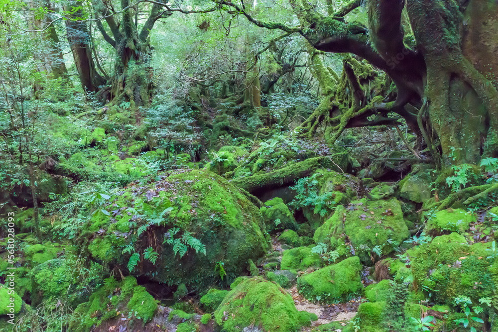 View of the Shiratani Unsuikyo Ravine in the Yakushima Island, Japan ...