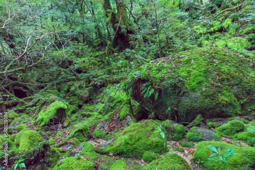 View of the Shiratani Unsuikyo Ravine in the Yakushima Island, Japan, laurel forest, yakusugi, mosses