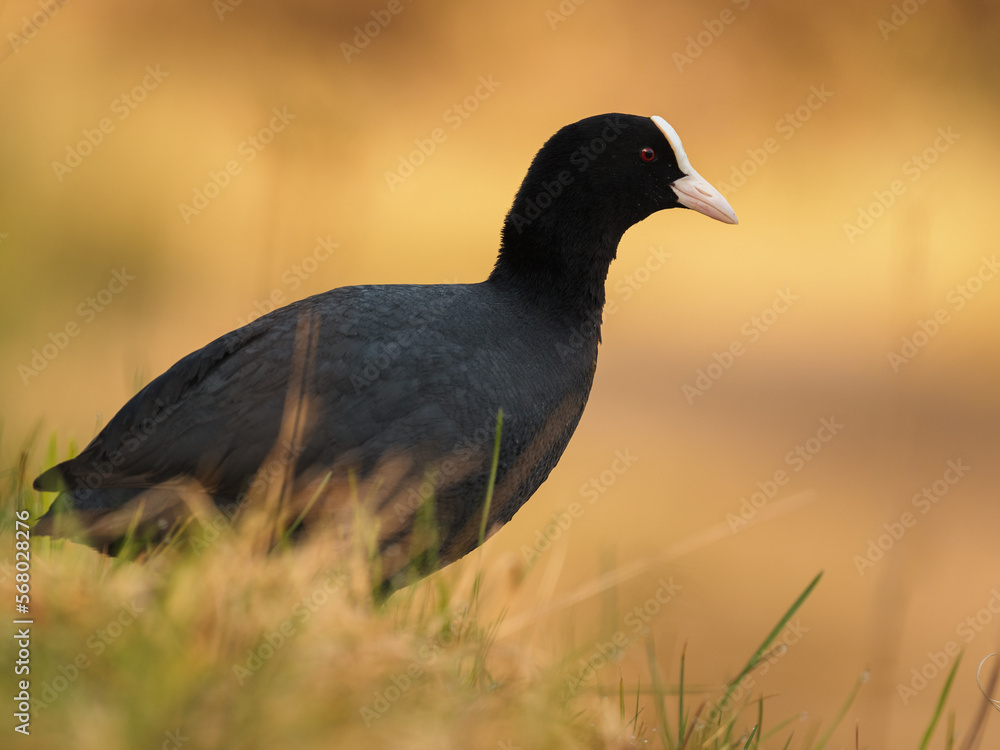 Blässhuhn (Fulica atra)auf einem Teich Blässhuhn (Fulica atra)auf einem Teich