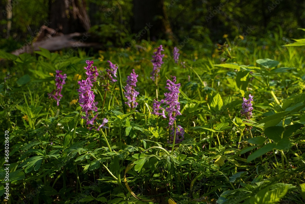 violet fumewort flower enjoy sunshine in dark forest thicket, light and shadow play, phytomedicine pagan belief herb, fallen tree trunk bright messy background, spring awakening ecotourism concept violet fumewort flower enjoy sunshine in dark forest thicket, light and shadow play, phytomedicine pagan belief herb, fallen tree trunk bright messy background, spring awakening ecotourism concept