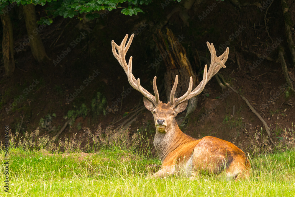 Naklejka premium Rothirsch