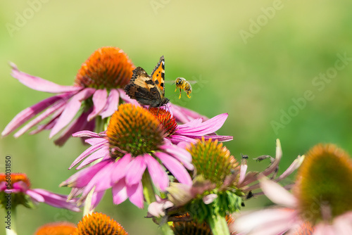 Small tortoiseshell butterfly and bee