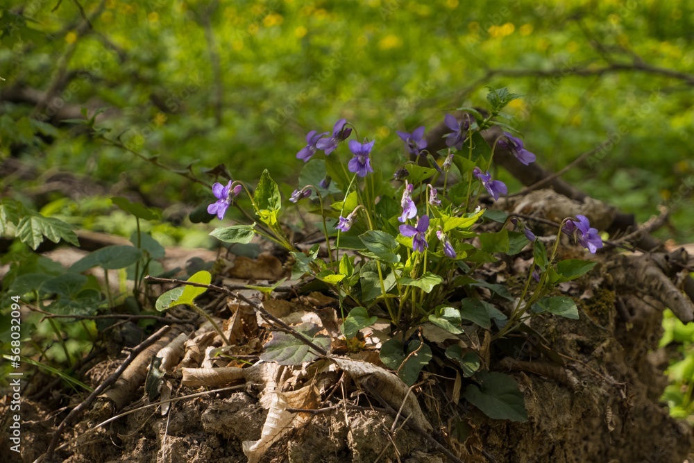 Fototapeta premium wood violet flower bush grow in fallen leaves, meadow soil of forest thickets, fresh seasonal vegetation in direct sunshine, blurred tree trunks, light shadow play, spring awakening ecotourism concept