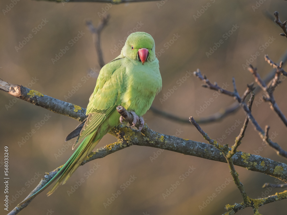 Halsbandsittich (Psittacula krameri) auf einem Ast Halsbandsittich (Psittacula krameri) auf einem Ast