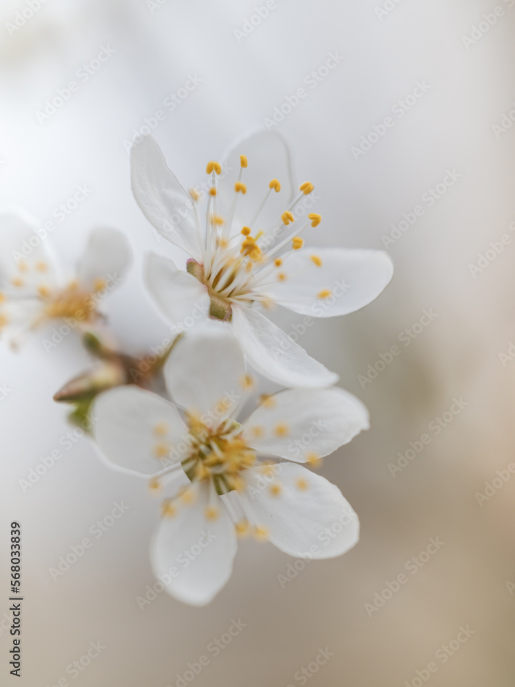 weiße blüten im Frühling an einem Ast weiße blüten im Frühling an einem Ast