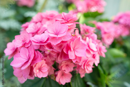The Blooming pink hydrangea or hortensia flowers with gentle fragrance in the garden. © gamjai