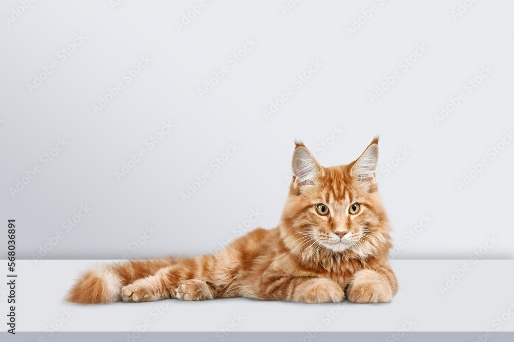 Cute domestic cat pet posing