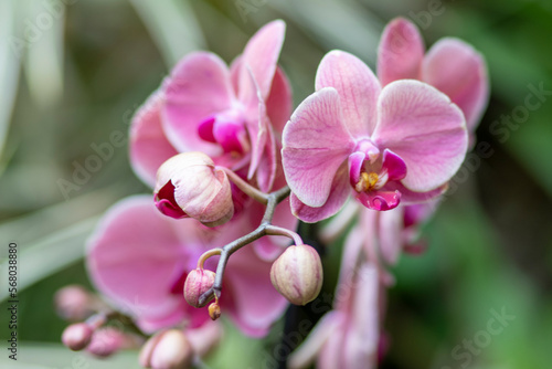 Orchidea  storczyk  Palmitos Park  Gran Canaria  Hiszpania