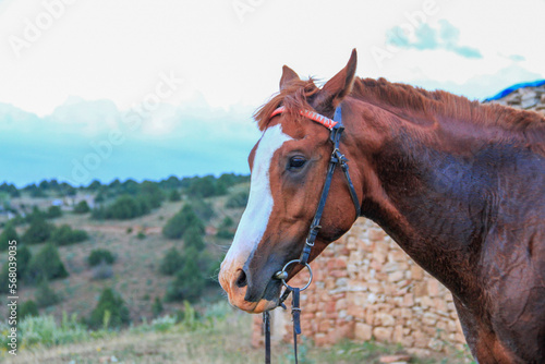 horse, mountain, brown, red, hand, green, nature