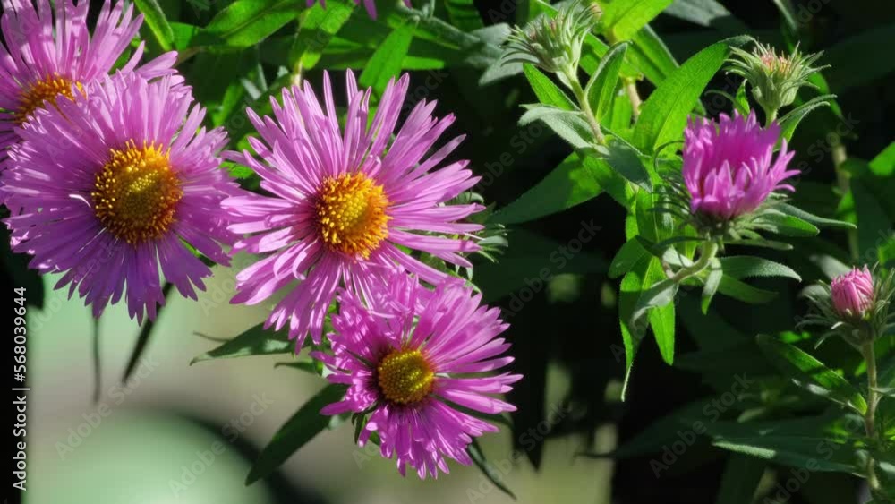Aster Symphyotrichum or New England aster swaying in low breeze, bee on flower. Beautiful autumn flowers. Purple asters. Nature background for relaxation. Selective focus, slow motion, close-up Aster Symphyotrichum or New England aster swaying in low breeze, bee on flower. Beautiful autumn flowers. Purple asters. Nature background for relaxation. Selective focus, slow motion, close-up