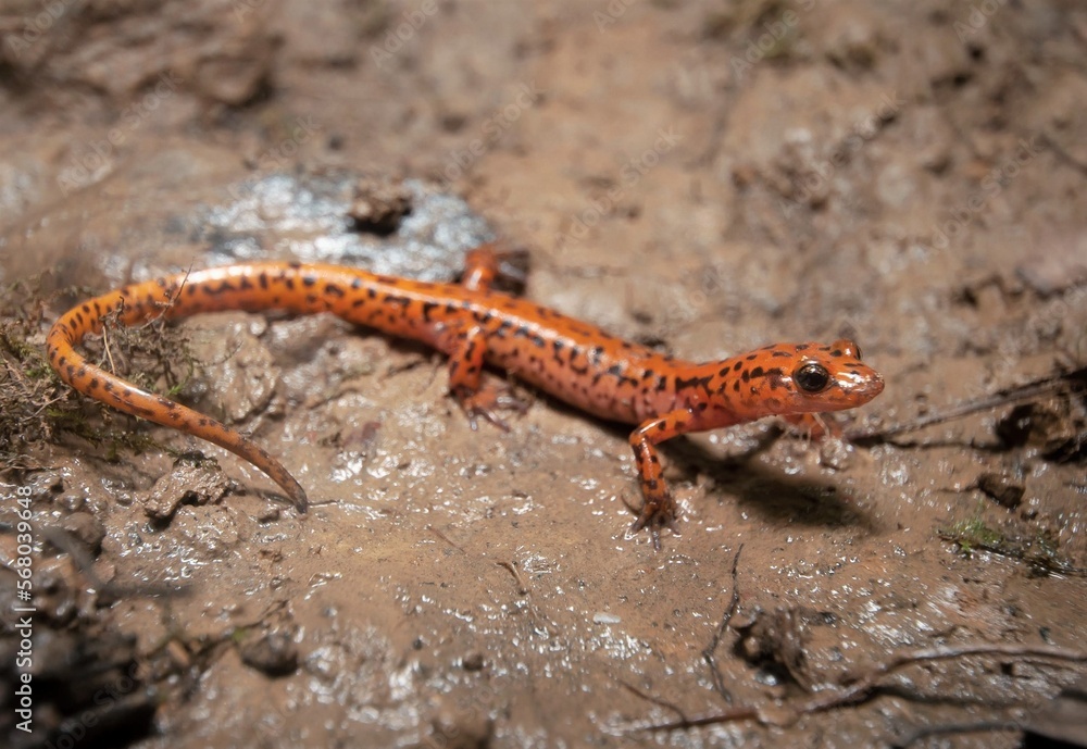 Cave salamander macro field guide portrait Cave salamander macro field guide portrait