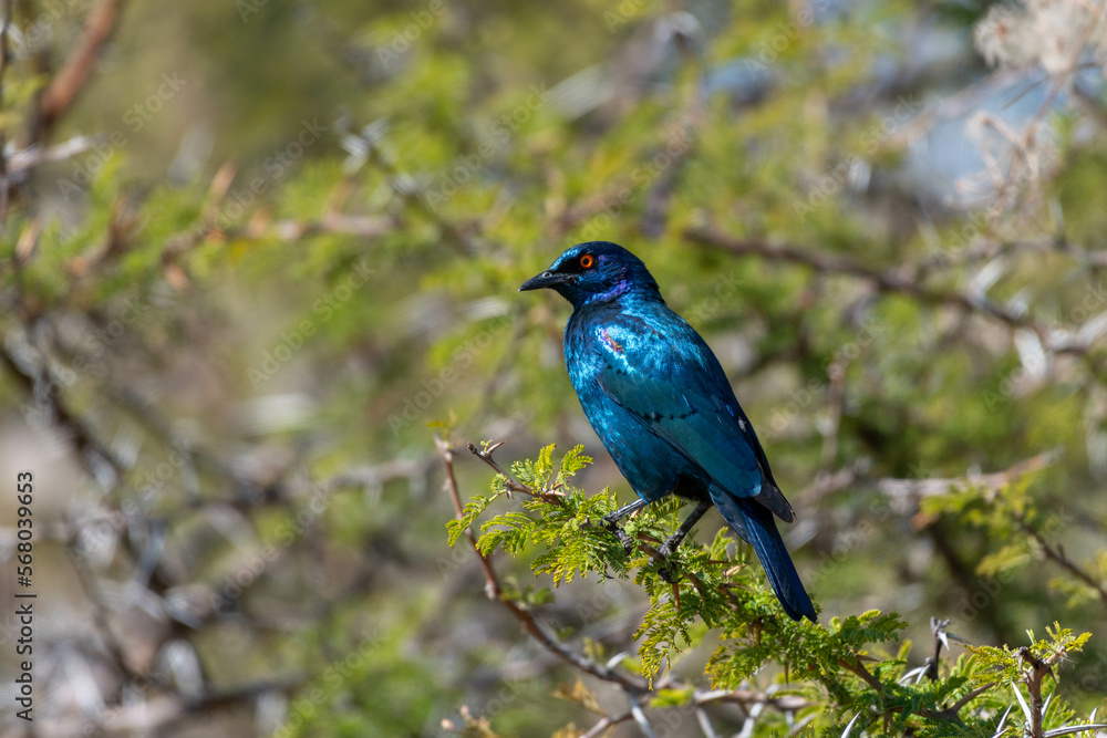 Cape glossy starling perched on a tree branch Cape glossy starling perched on a tree branch