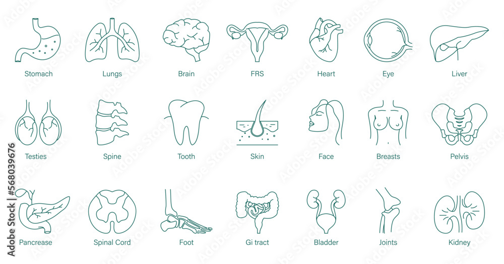 human body organs biology vector illustration human body organs biology vector illustration