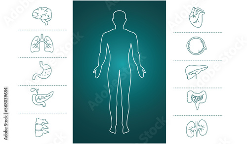 human body organs biology vector illustration 