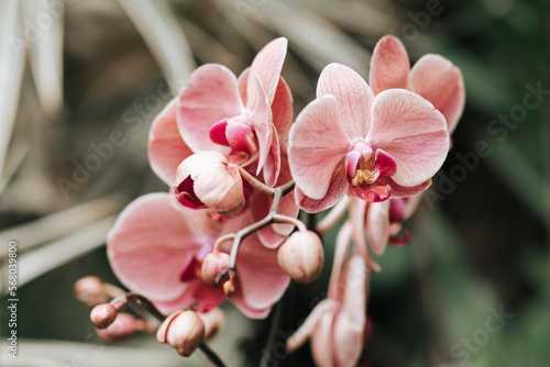 Orchidea  storczyk  Palmitos Park  Gran Canaria  Hiszpania