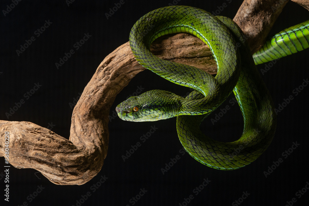 Fototapeta premium The newly discovered species of pit viper Trimeresurus whitteni endemic to Mentawai Islands on attacking position, hanging on curved wood with black background 