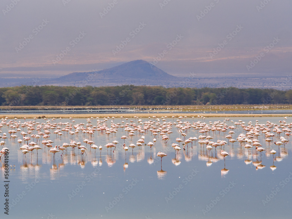 Fototapeta premium Pink Flamingos in Amboseli National Park, Kenya, Africa, October 2022
